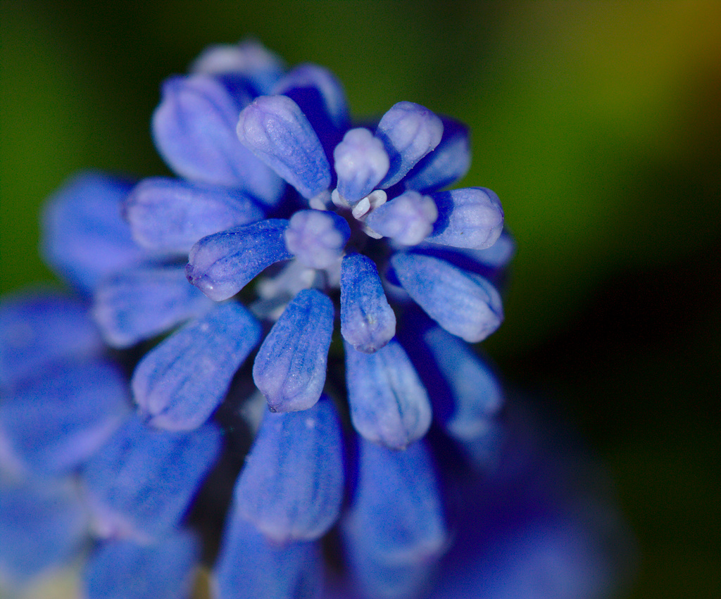 Grape Hyacinth